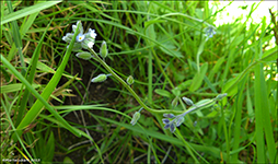 Mislitt hoyls / Myosotis discolor subsp. dubia (Arrond.) Blaise