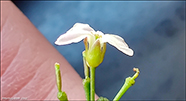 Cardamine bellidifolia L.