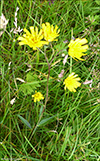 Hieracium sect. Oreadea (Asteraceae)