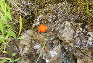 Gulrey smyrilsurt / Pilosella aurantiaca