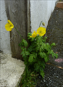 Meconopsis cambrica