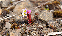 Sanddeyda / Sedum villosum