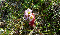 Sanddeyda / Sedum villosum