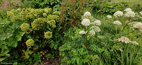 Hvonn Angelica archangelica & og bakkaslkja Angelica sylvestris