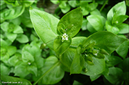 Opinekruarvi / Stellaria media L. Vill.