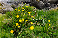 Vrhagaslja / Taraxacum vulgare (L.)