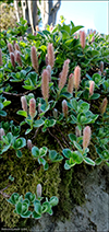 Salix hybrid