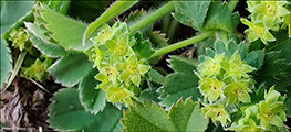 Føroyaskøra / Alchemilla faeroënsis var. pumila (Rostr.) Simmons 