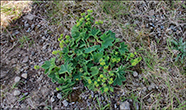 Froyaskra / Alchemilla faeronsis var. pumila (Rostr.) Simmons 