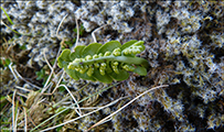 Tyssismánagras / Botrychium lunaria L. Swartz