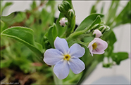 Hoyls (DK) Sump-Forglemmigej / Myosotis laxa subsp. caespitosa 