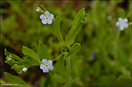 Hoyls (DK) Sump-Forglemmigej / Myosotis laxa subsp. caespitosa 