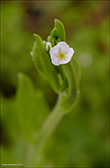 Hoyls (DK) Sump-Forglemmigej / Myosotis laxa subsp. caespitosa 