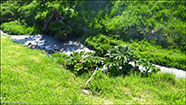 Gunnera tinctoria