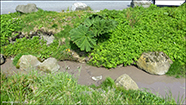 Gunnera tinctoria