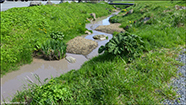 Gunnera tinctoria