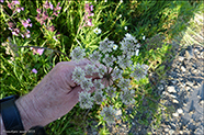 DK Almindelig bjørneklo / Heracleum sphondylium subsp. sphondylium