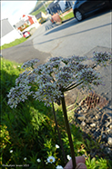 DK Almindelig bjørneklo / Heracleum sphondylium subsp. sphondylium