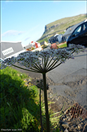 DK Almindelig bjørneklo / Heracleum sphondylium subsp. sphondylium