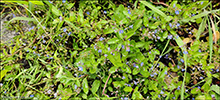 Veitarbldepla / Veronica beccabunga L.