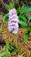 Tjaldursbrkubndi / Dactylorhiza maculata (L.) So)