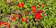 Reyð apublóma (Mimulus) sp.