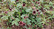 Dkimura / Potentilla palustris (L.) Scop. (Comarum palustre L.)