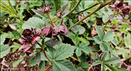 Dkimura / Potentilla palustris (L.) Scop. (Comarum palustre L.)