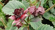 Dkimura / Potentilla palustris (L.) Scop. (Comarum palustre L.)