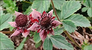 Dkimura / Potentilla palustris (L.) Scop. (Comarum palustre L.)