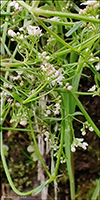 Mristeinbr / Galium palustris