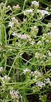 Mristeinbr / Galium palustris