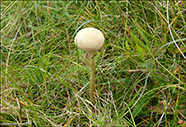 Agrocybe praecox