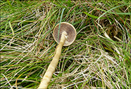 Agrocybe praecox