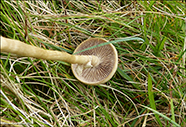 Agrocybe praecox