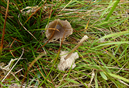 Entoloma conferendum