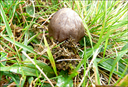 Entoloma conferendum