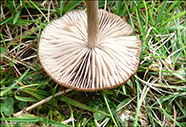 Entoloma conferendum