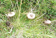 Entoloma conferendum