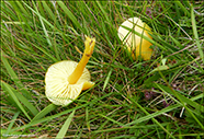 Hygrocybe chlorophana