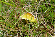 Hygrocybe chlorophana