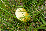 Hygrocybe chlorophana