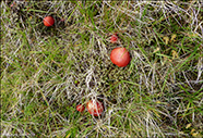 Hygrocybe coccinea 