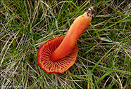 Hygrocybe coccinea 