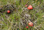 Hygrocybe coccinea 