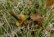 Hygrocybe conica