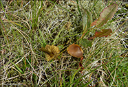 Hygrocybe conica