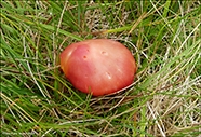 Hygrocybe cantharellus