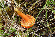 Hygrocybe splendidissima