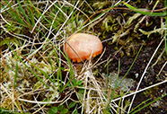 Hygrocybe splendidissima